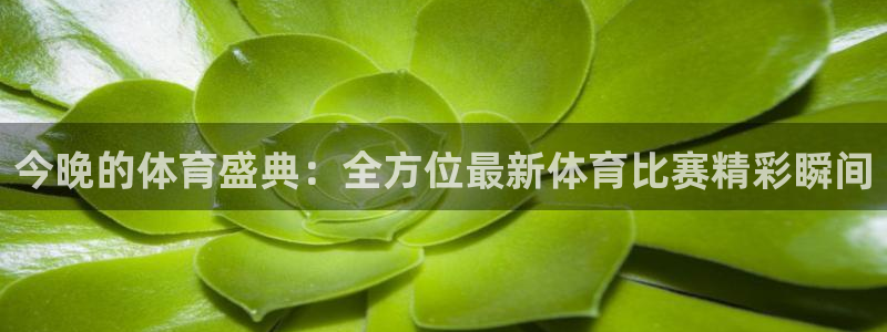 今晚的体育盛典：全方位最新体育比赛精彩瞬间